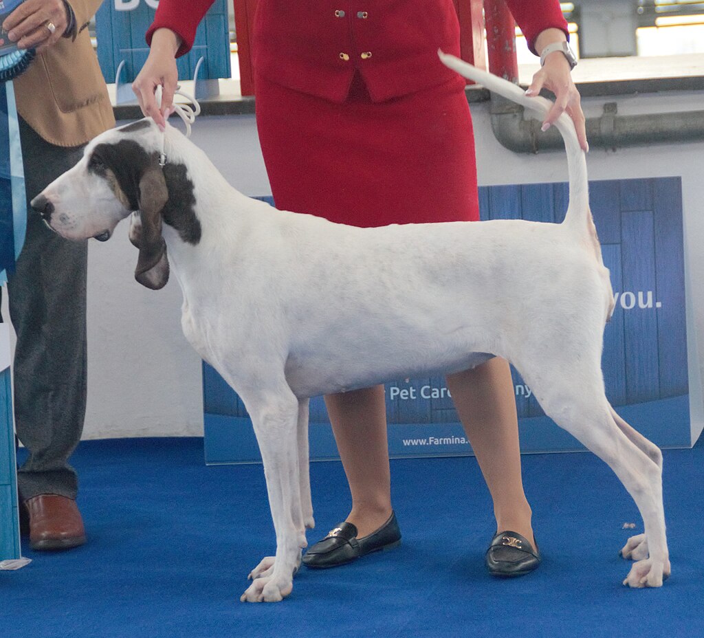 Grand Gascone Saintongeois