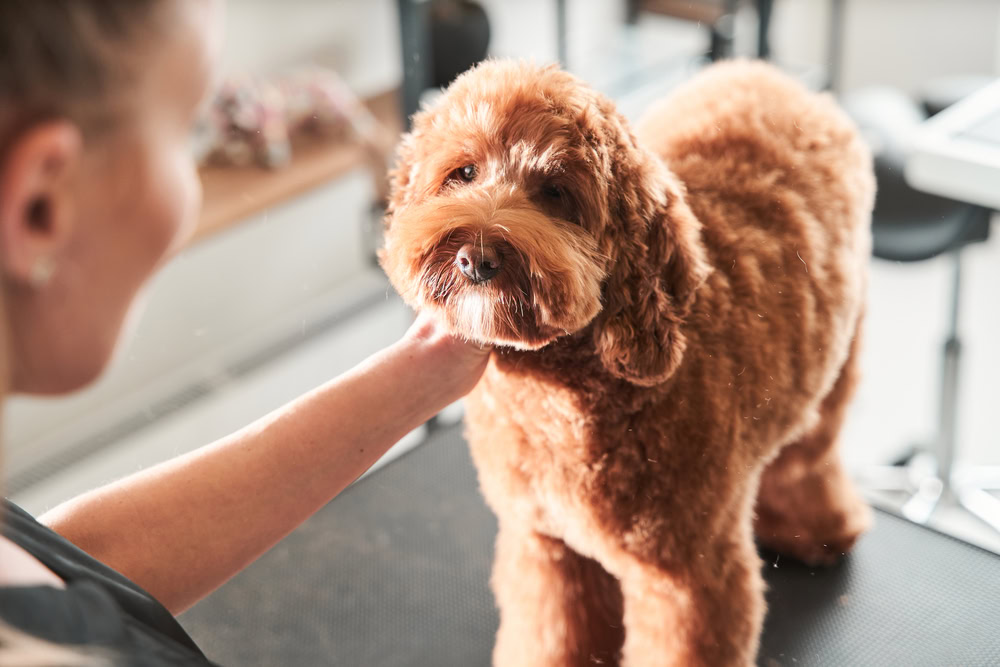 Beautiful pet labradoodle at hair cutting grooming