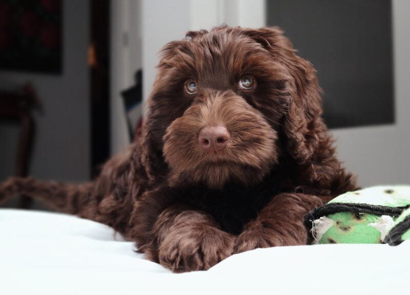 Brown labradoodle puppy