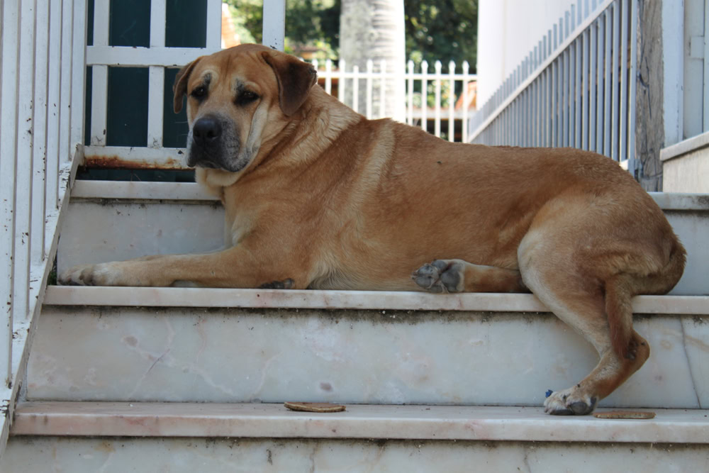 Chow Chow Pitbull Mix Chowpit