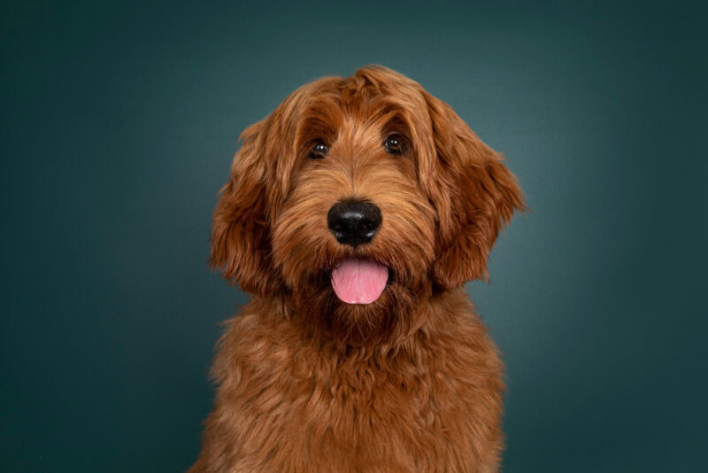 Labradoodle Close Up