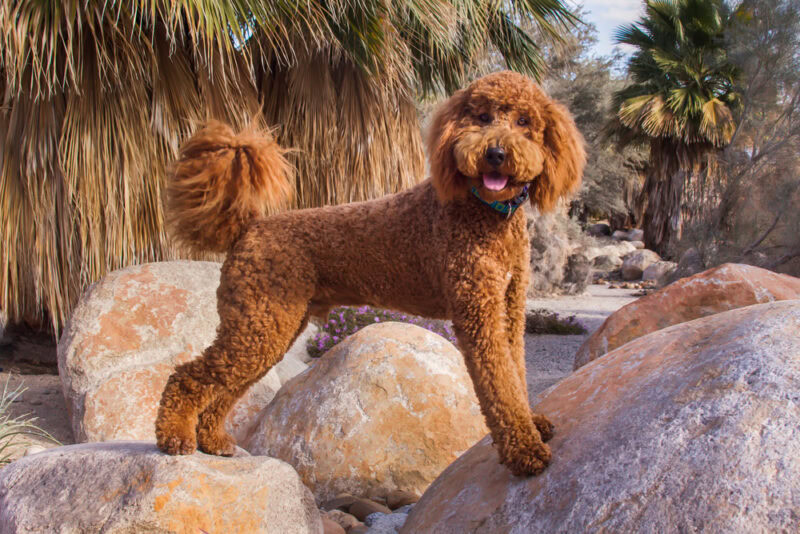 Labradoodle in a desert garden