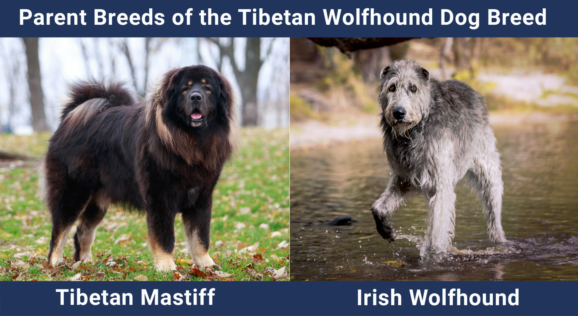 Parent Breeds of the Tibetan Wolfhound Dog Breed