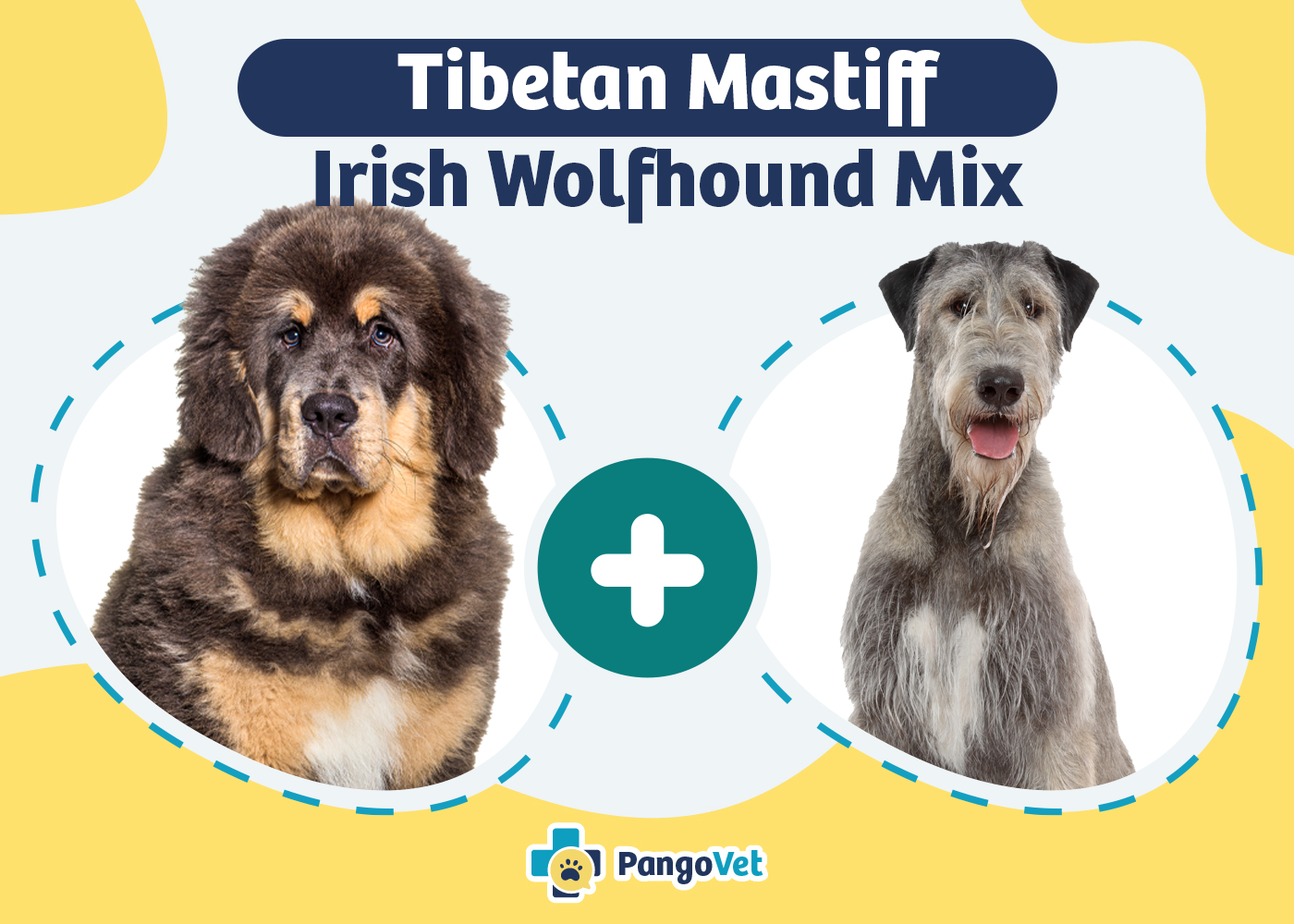 Tibetan Wolfhound Dog Breed