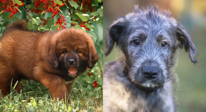 Tibetan Wolfhound puppy
