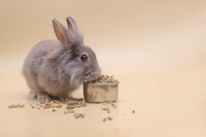 funny fluffy lionhead rabbit eats from a full bowl of dry pelleted food