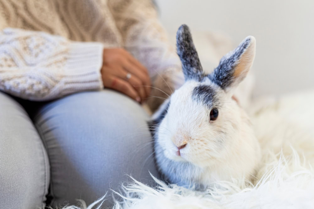 owner petting her rabbit