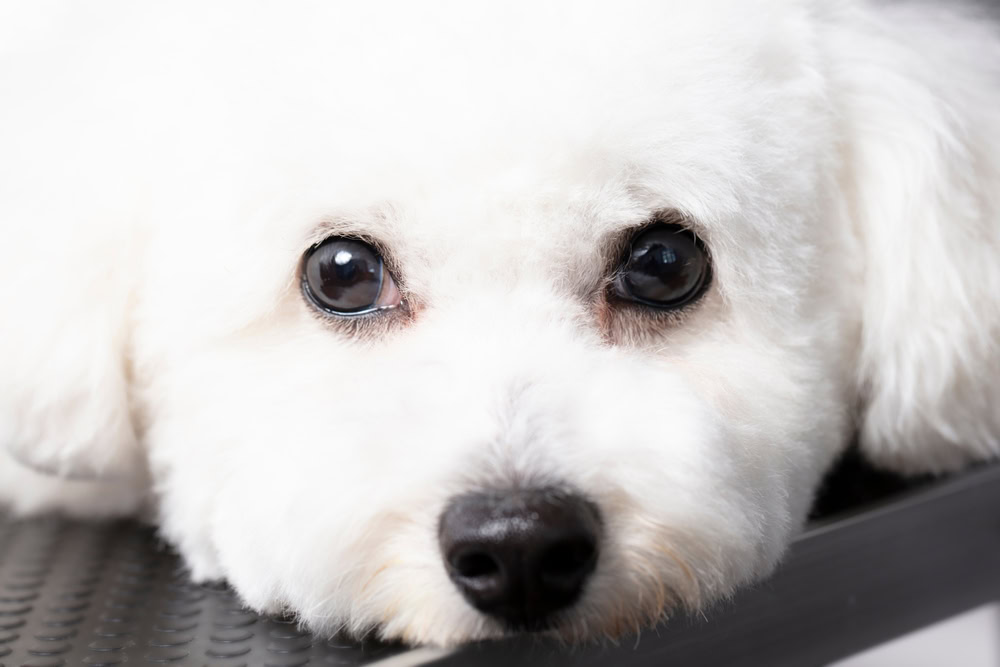 close up of bichon frise face