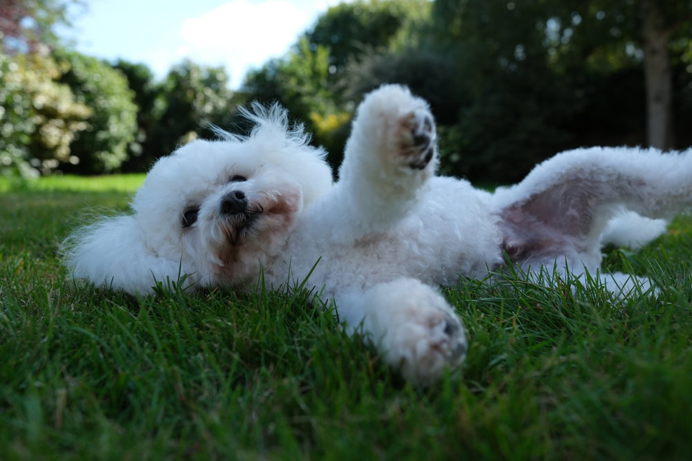 bichon frise lying in grass
