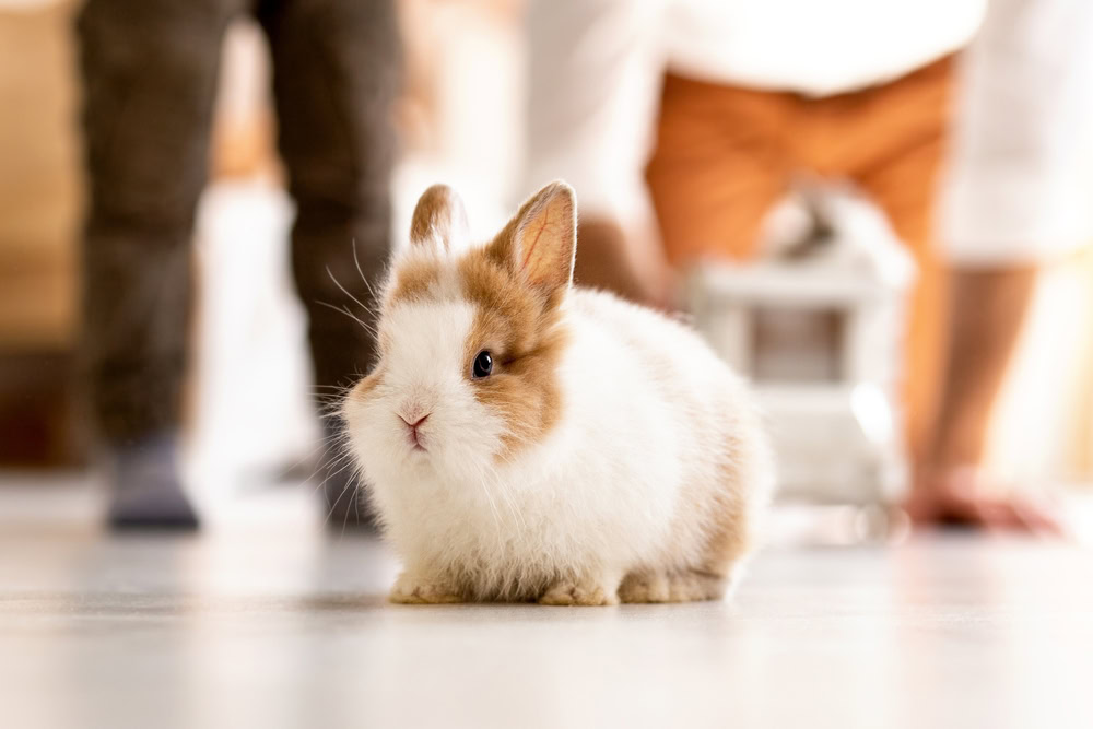 small fluffy rabbit sits in the center of the room at home