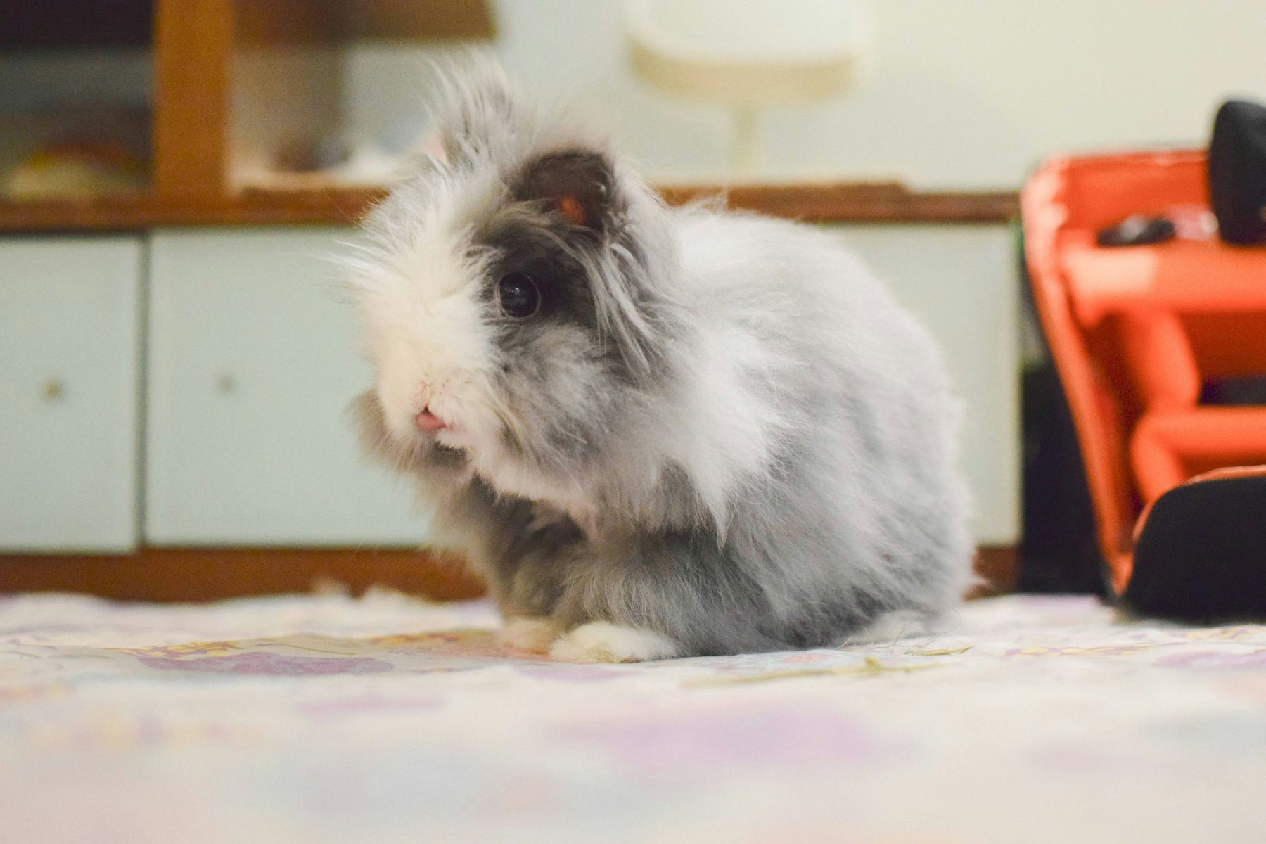 Lionhead Rabbit