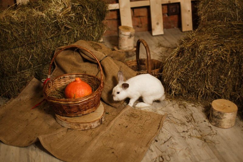 rabbit in an old barn in the middle of hay