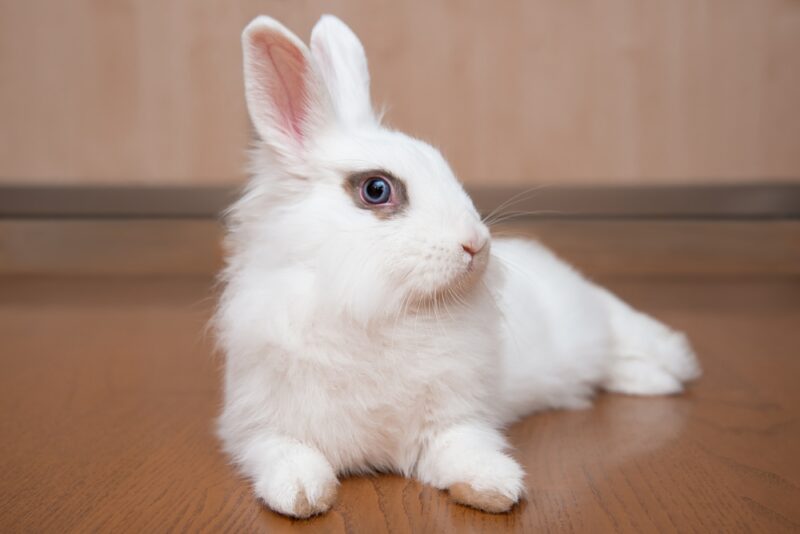 white rabbit lying on the floor