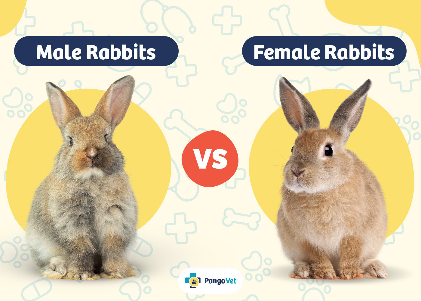 PangoVet_Male Rabbits vs Female Rabbits