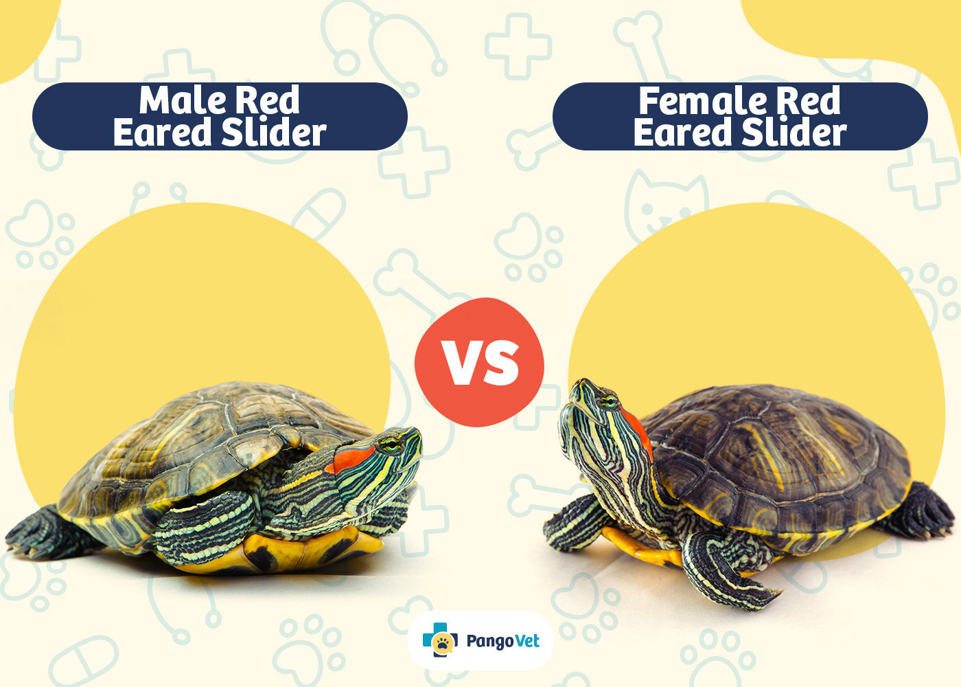 PangoVet_Male Red Eared Slider vs Female Red Eared Slider