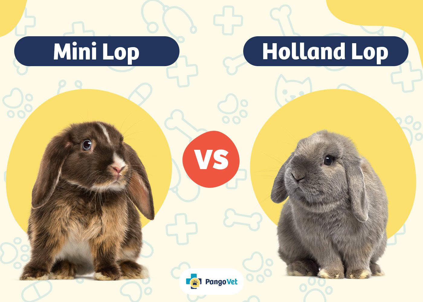 PangoVet_Mini Lop vs Holland Lop
