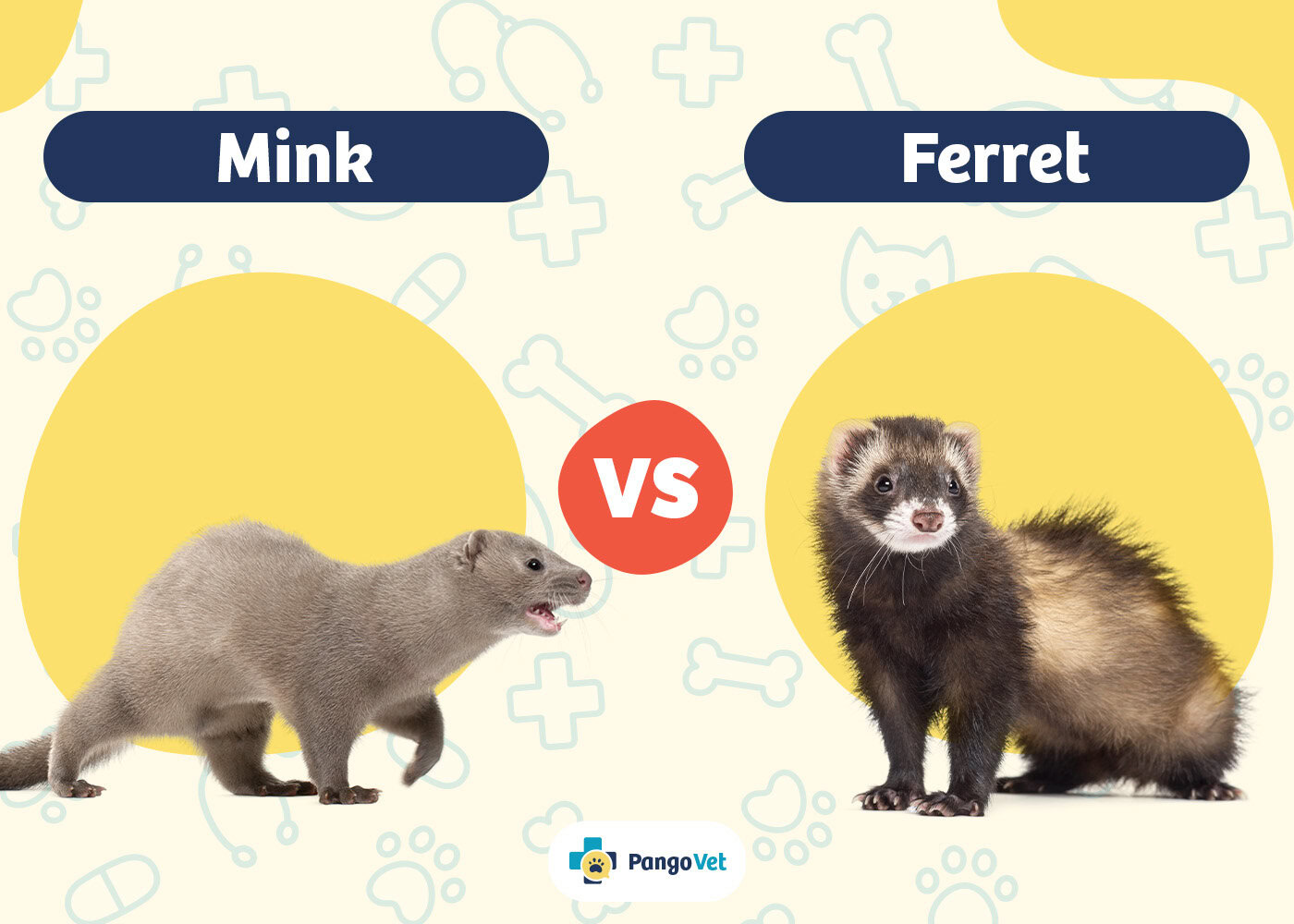 PangoVet_Mink vs Ferret
