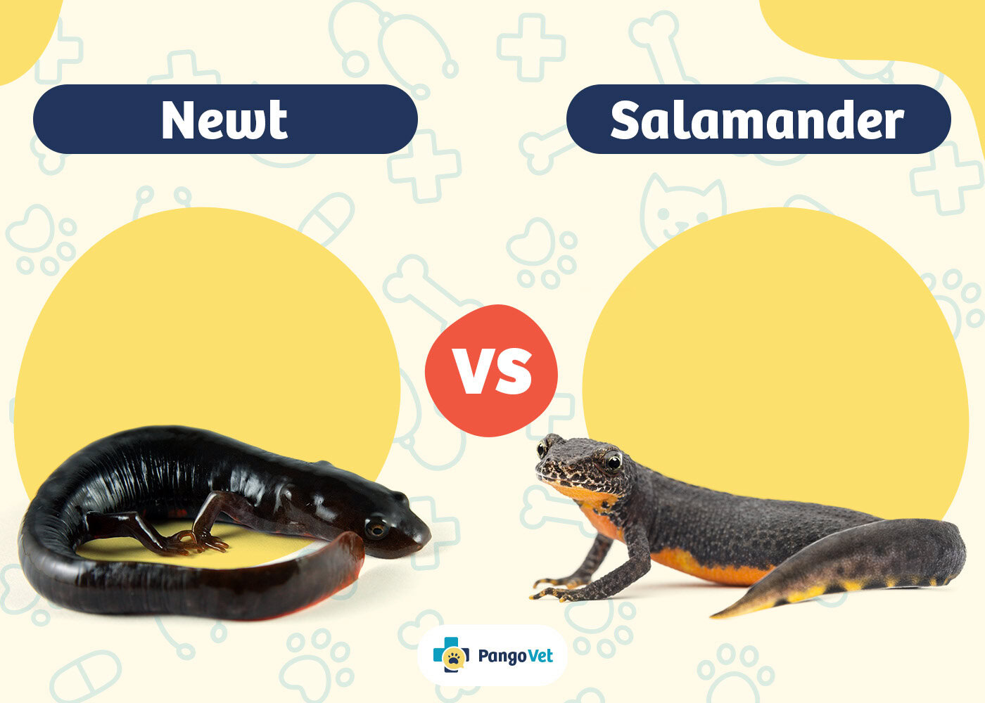 PangoVet_Newt vs Salamander
