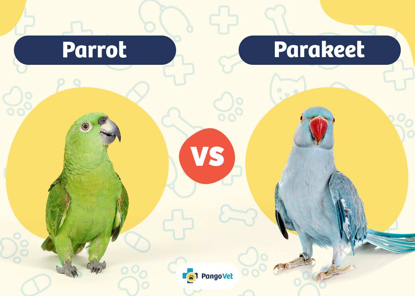 PangoVet_Parrot vs Parakeet