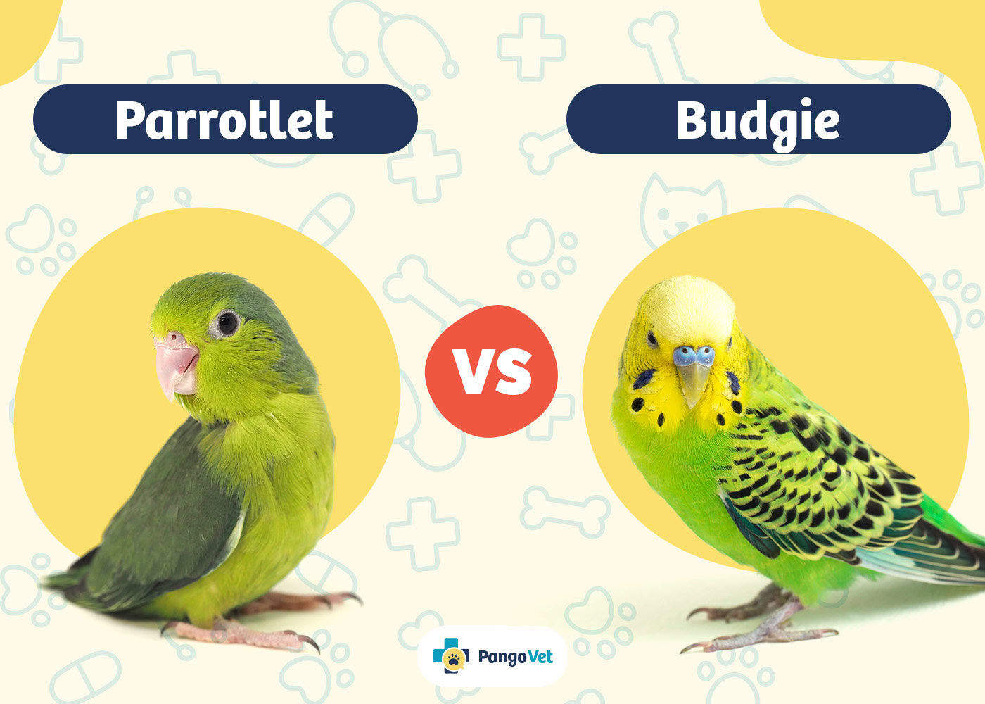 PangoVet_Parrotlet vs Budgie