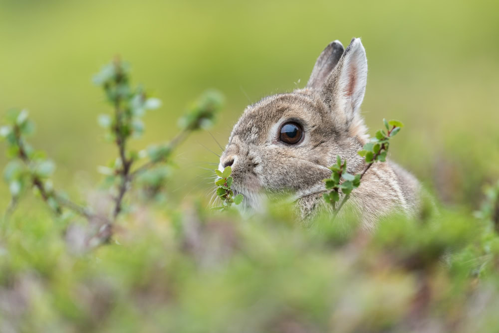 polish-rabbit-in-the-nature