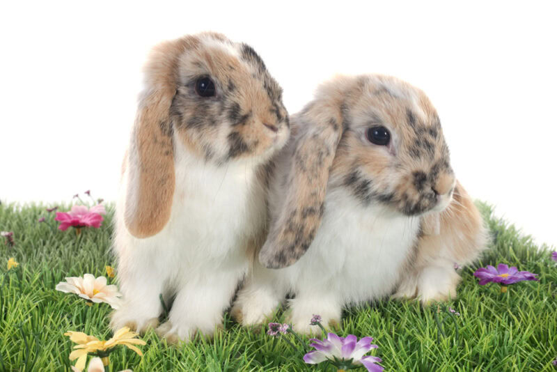2 english lop rabbits on grass