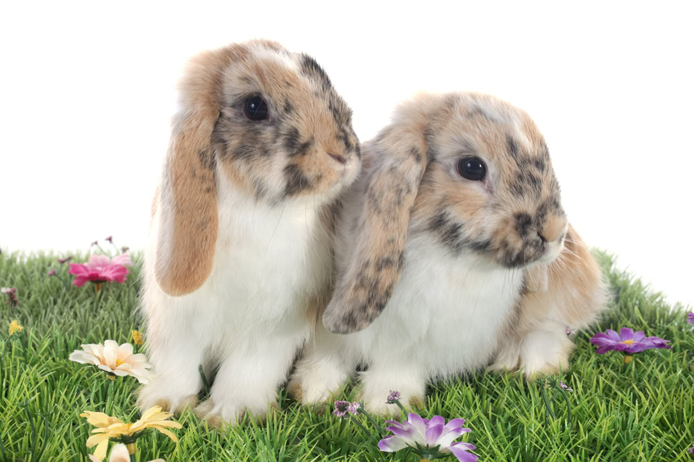 Hotlock Rabbit 5 Heat-Tolerant Rabbit Breeds: Vet-Verified Info & Pictures | The Vet Desk