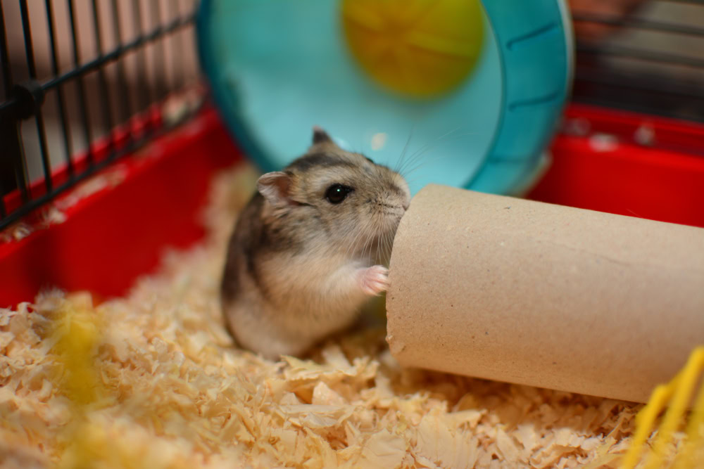 Chinese hamster playing with DIY toilet paper roll toy in sawdust cage