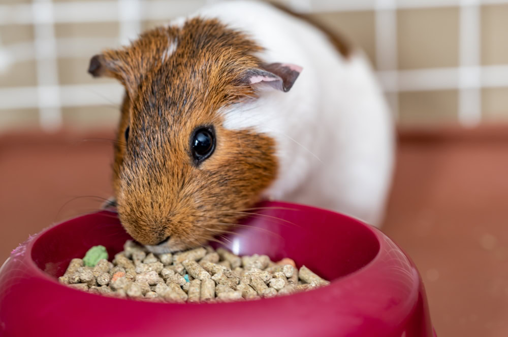 Guinea pig eating condensed fiber pellets from a food tray