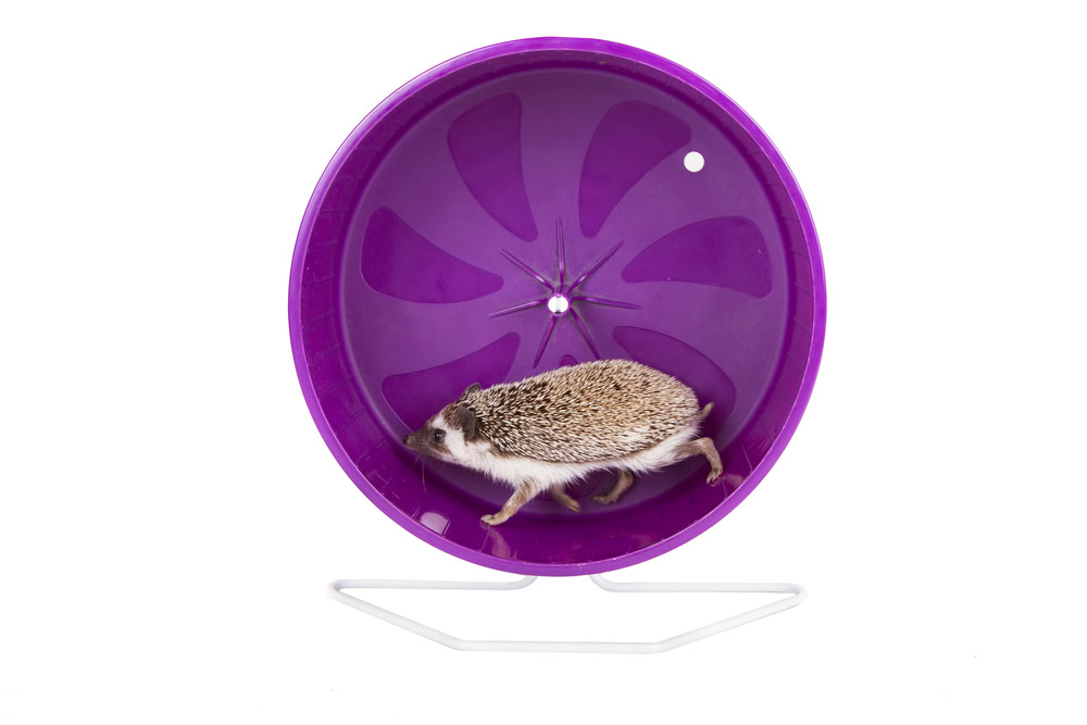 hedgehog running on an exercise wheel
