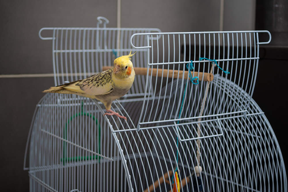 Cockatiel bird outside the cage