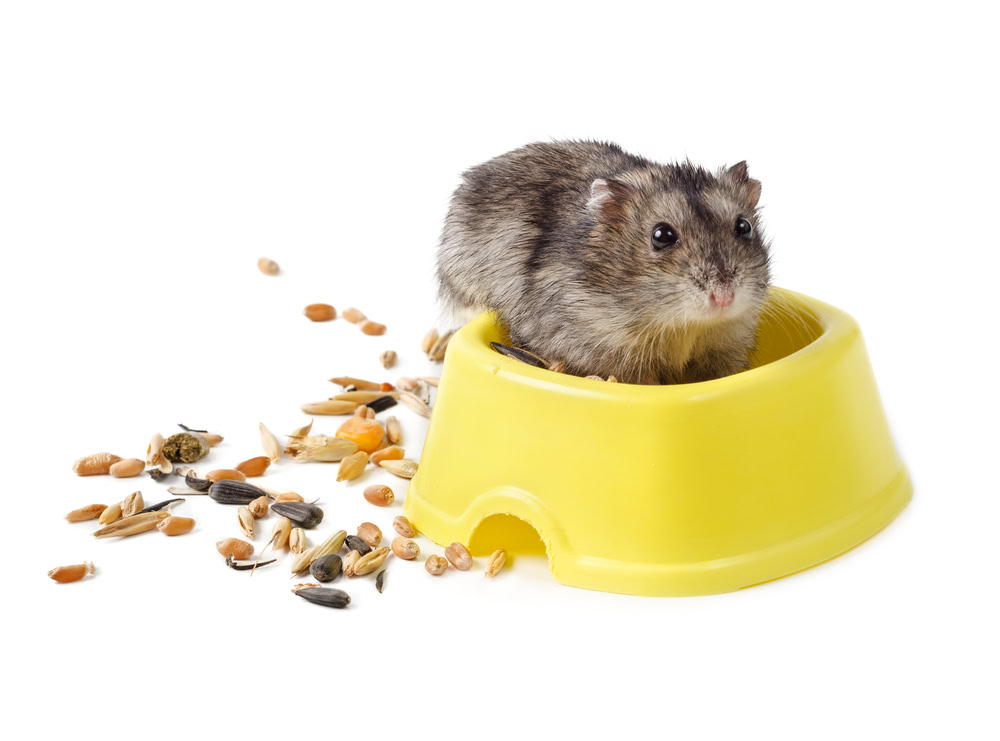 dwarf hamster eating from yellow bowl