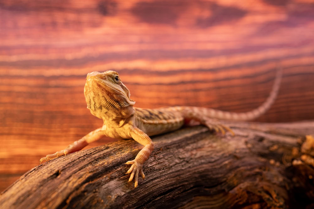 Australian bearded dragon lizard