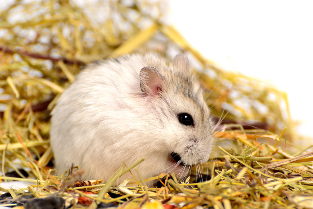 Hamster eating hay