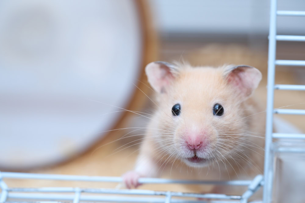 White patterned golden hamster in a cage