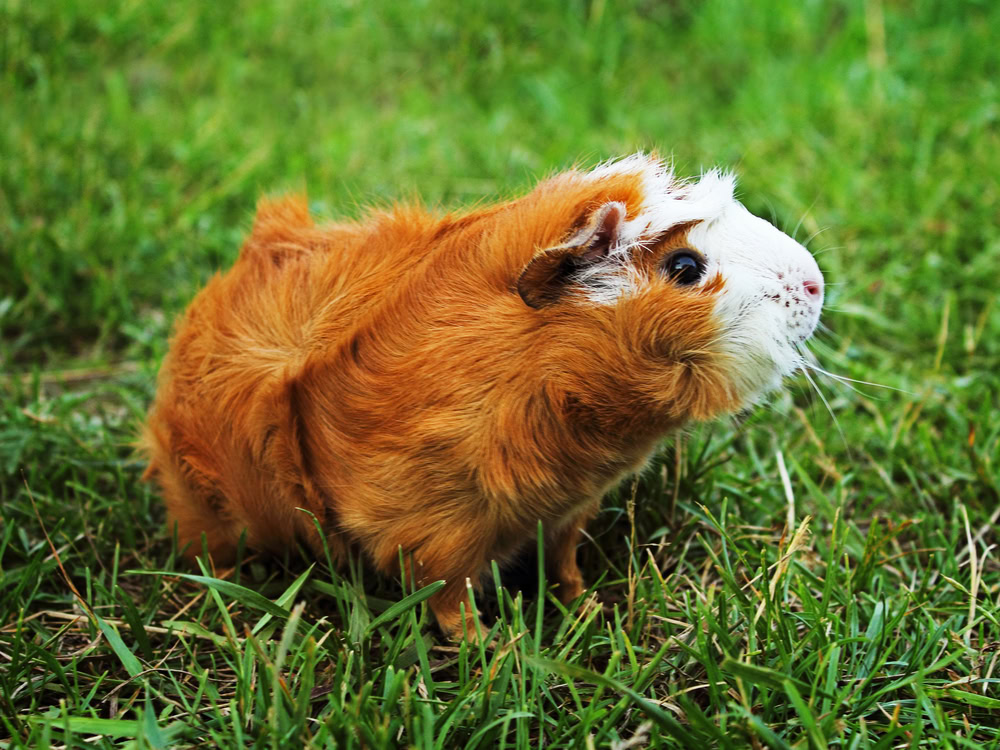 Red-Abyssinian-Guinea-Pig-on-green-grass