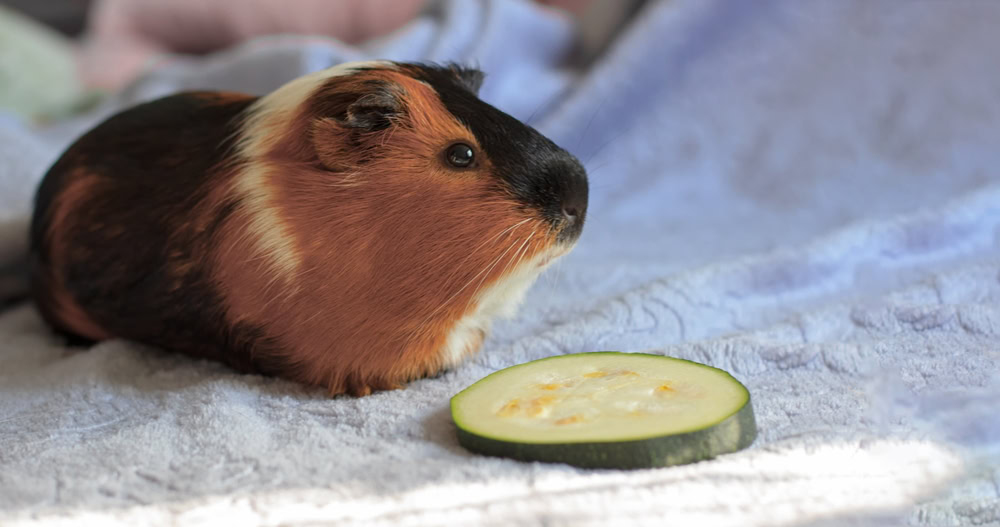 Tricolor little guinea pig sits on a blanket and eats a slice of zucchini