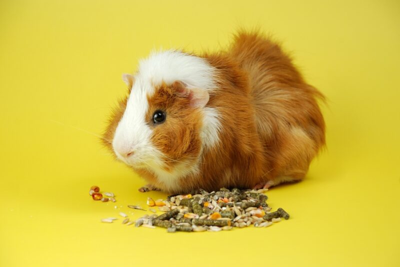 abyssinian-guinea-pig-eating