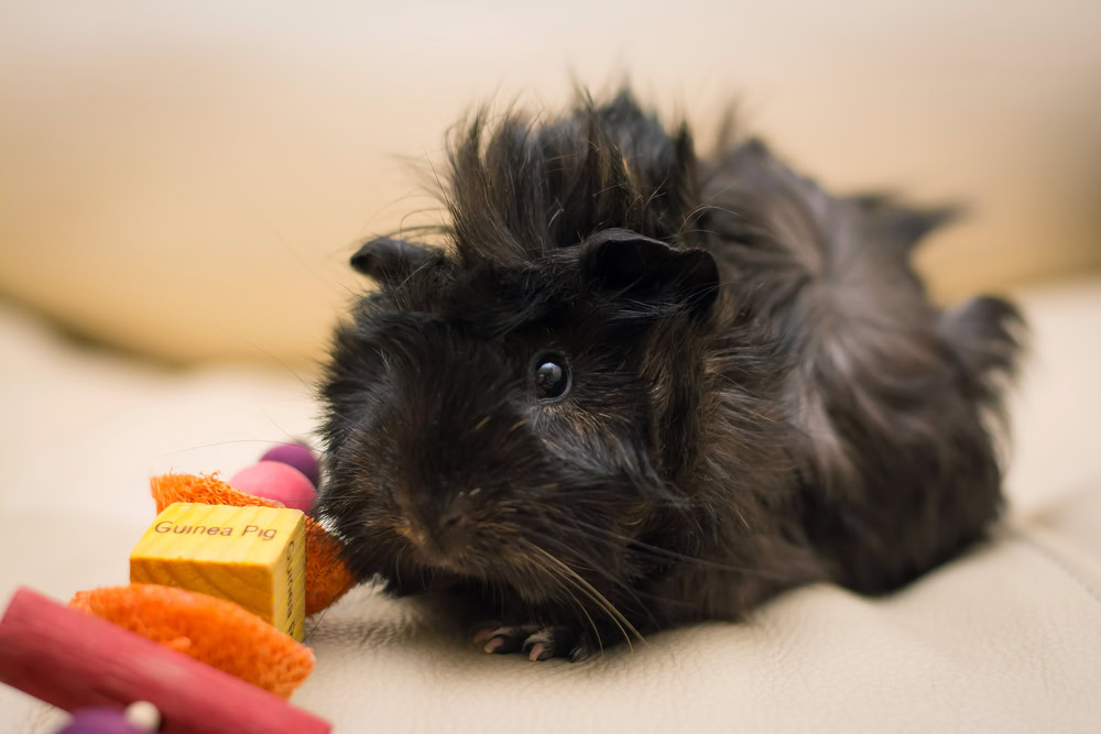 black-abyssinian-guinea-pig-with-chew-toy