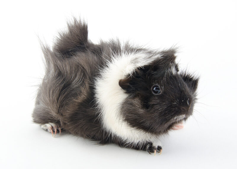 black-and-white-abyssinian-guinea-pig