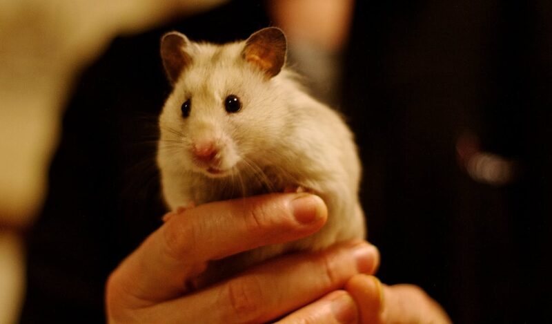 owner-holding-his-syrian-hamster
