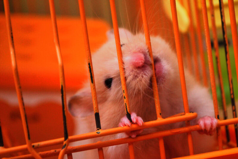 syrian-hamster-biting-wires-of-their-cage