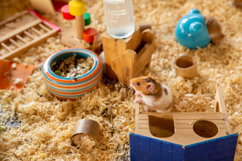 syrian-hamster-in-his-cage-with-bowls-toys-and-shelter