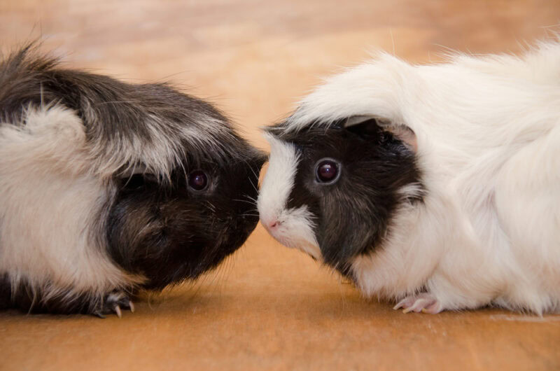 two-abyssinian-guinea-pigs