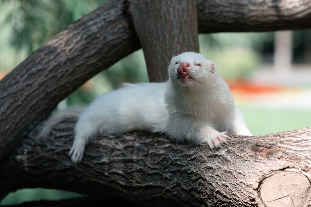 Angora Ferret Breed Info: Pictures, Temperament & Traits | The Vet Desk