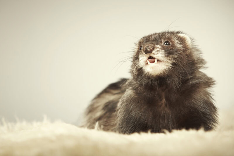 angora-ferret-on-a-white-carpet