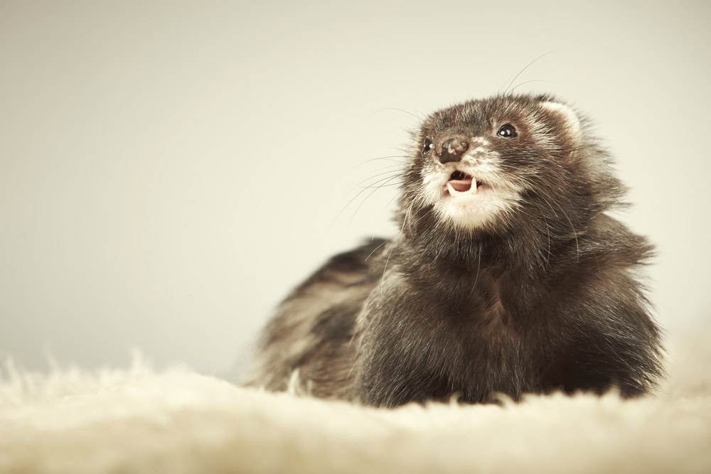 Angora Ferret Breed Info: Pictures, Temperament & Traits | The Vet Desk