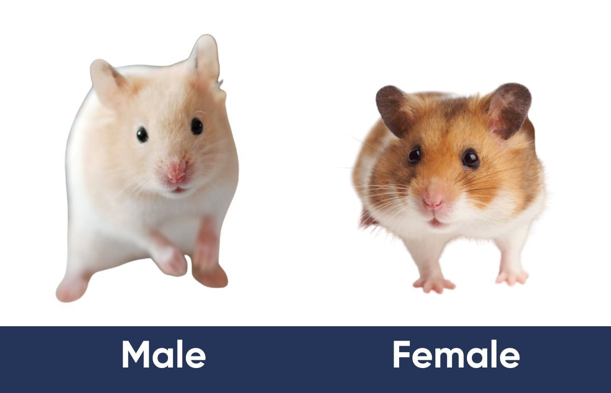 Male v female hamster