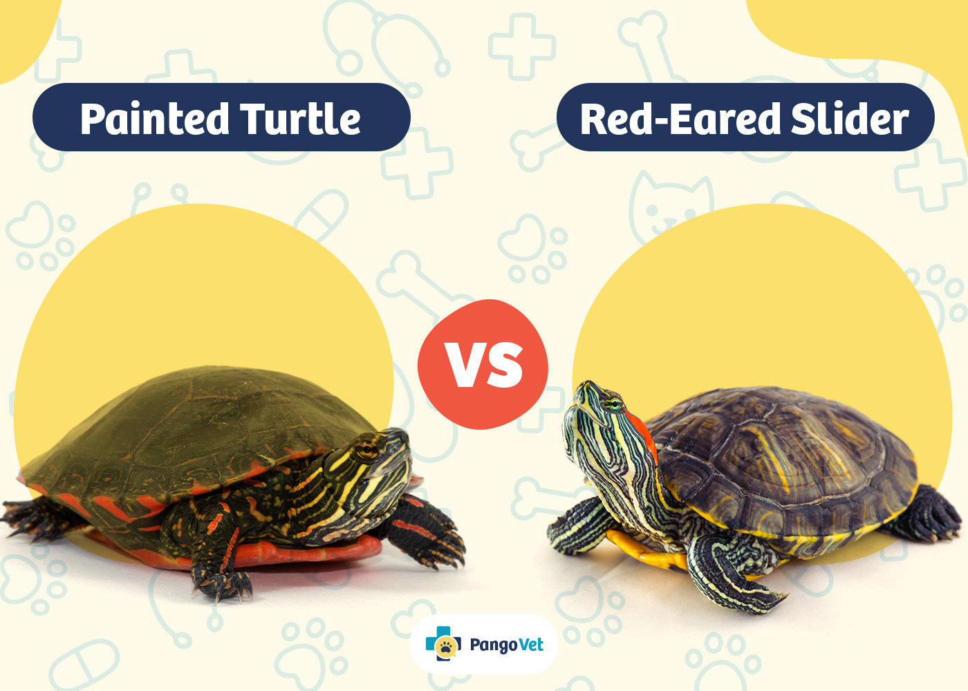 PangoVet_Painted Gecko vs Red Eared Slider