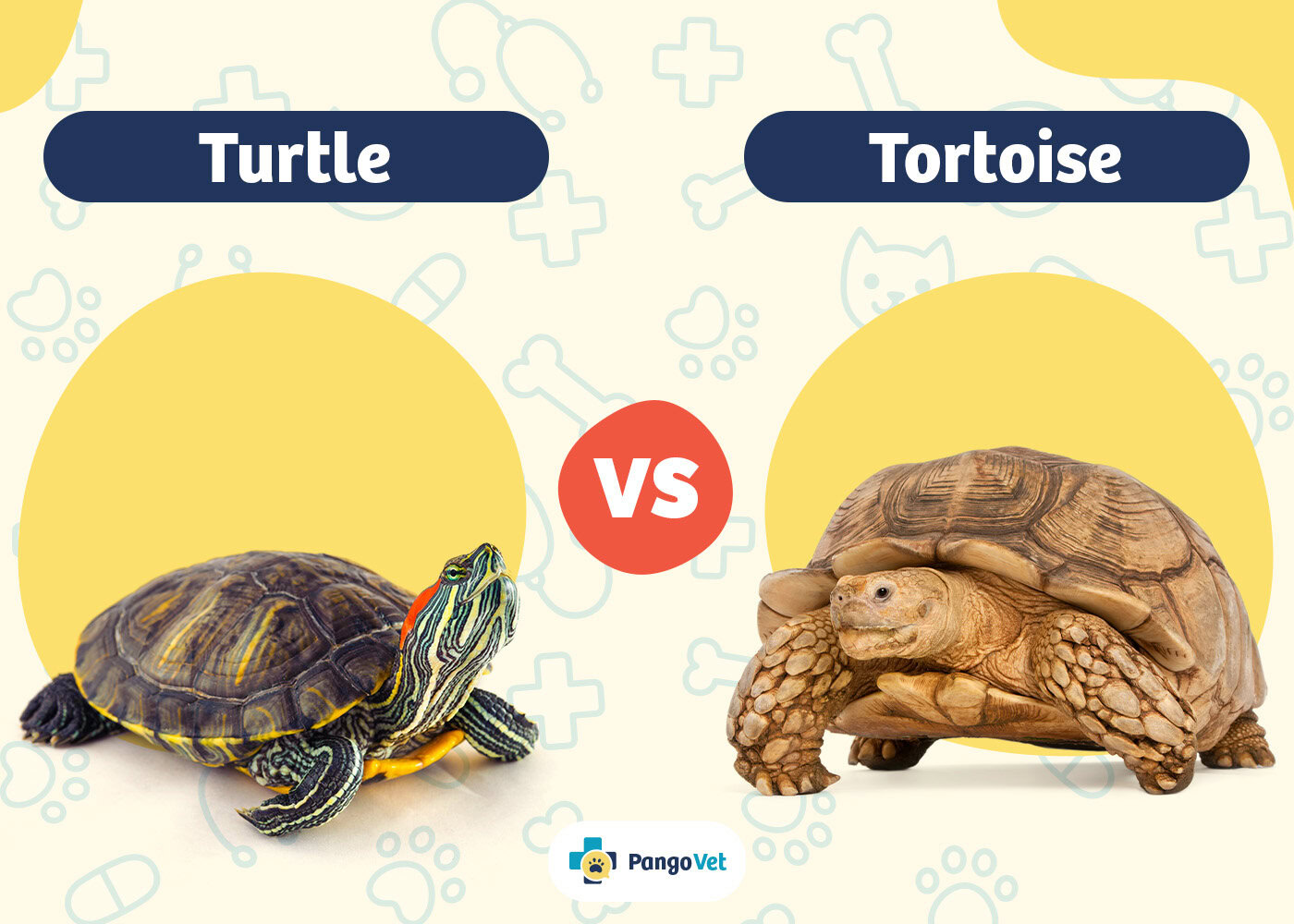 PangoVet_Turtle vs Tortoise